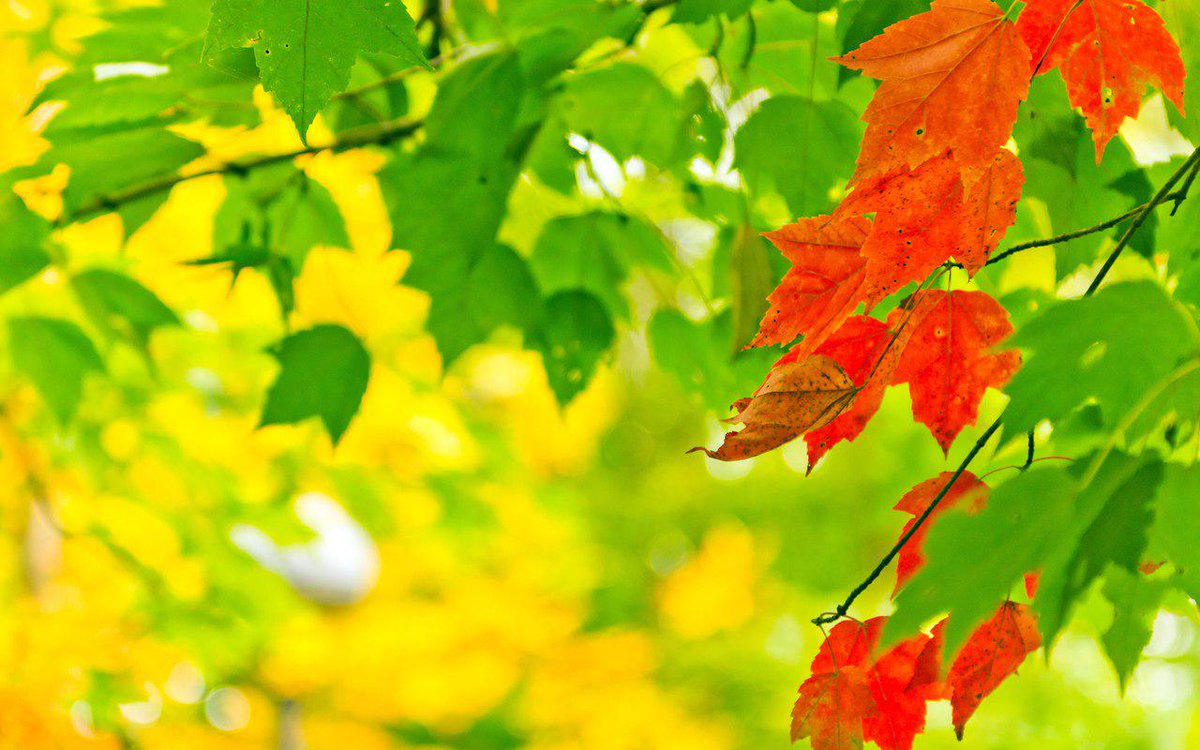 Chistiyezik's tweet photo. 🍁🍁🍁Осень – самое время для изменений! 
#осень #уборка #солнце #хорошийдень #ежик
http://t.co/51261ZxYCl http://t.co/8KOe0qj564