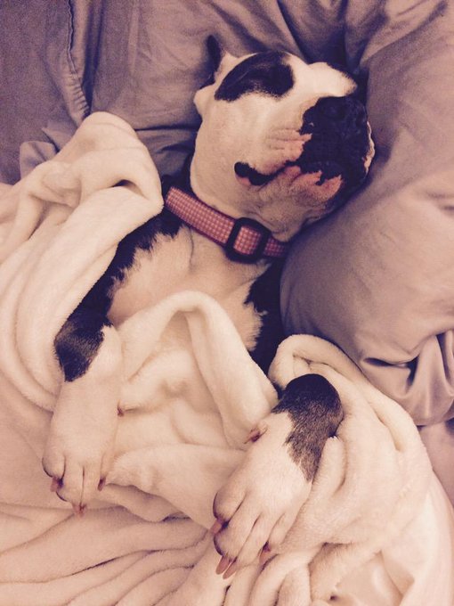 My little pibbles tucked in for the night #pitbull #cupcakethepitbull http://t.co/sLwVjP6O27