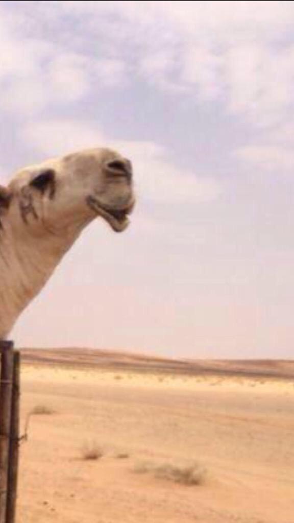 lovnn40000's tweet photo. #من_علامات_الجمال http://t.co/ABmGVHr8T8