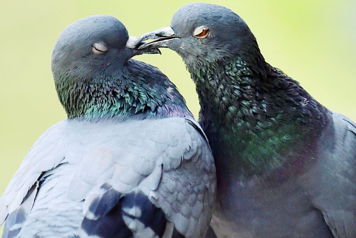 Like humans, birds too fall in love - scoopnest.com