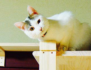 画像 猫の画像をアップすると近い構図の阿部サダヲが送られてくる Http T Co Hl2uhr08m0 Matomehub まとめハブ 画像 猫の画像をアップすると近い構図の阿部サダヲが送られてくる Http T Co Hl2uhr08m0 Matomehub まとめハブ