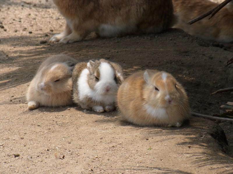 rabbit_isle_bot's tweet photo. https://t.co/VPl1cFzd2I