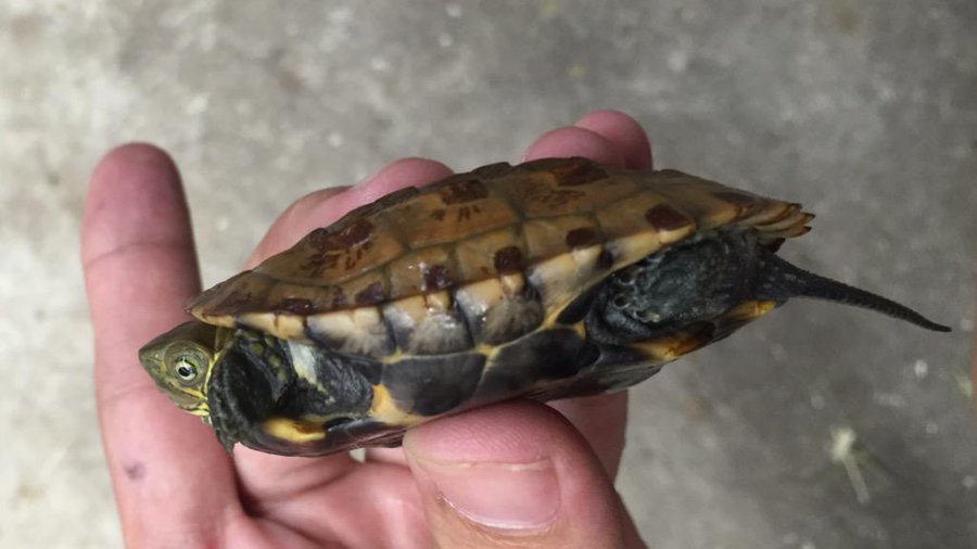 ウンキュウ イシガメ クサガメと交雑種の特徴 見分け方