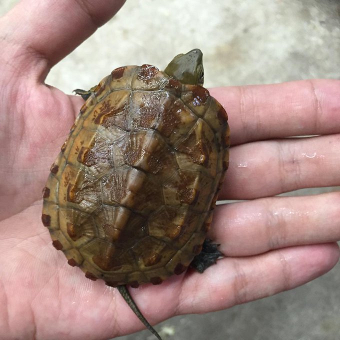 ウンキュウ イシガメ クサガメと交雑種の特徴 見分け方