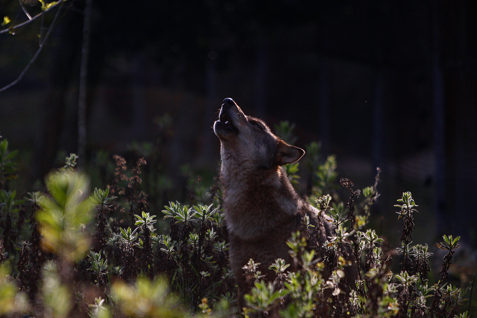 TheObjective_es's tweet photo. El lobo ibérico ya está en peligro de extinción en Andalucía http://t.co/eGBYGZctmL http://t.co/XB4Z9rJ8AO