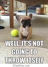 iggiesrule89's tweet photo. @BenjiTibetan @ShennyWalrond @ctinebean @sjchocaholic @7trekky @RangerTheDogg @mk_inwa yay! Fun day Benji!😆 http://t.co/poqT3AjRMr