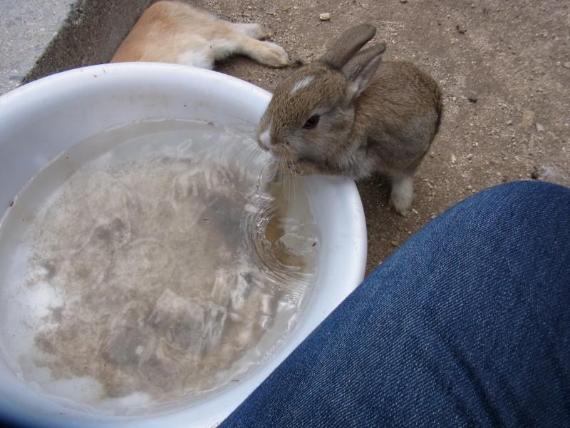 うさぎ島の写真bot tweet media