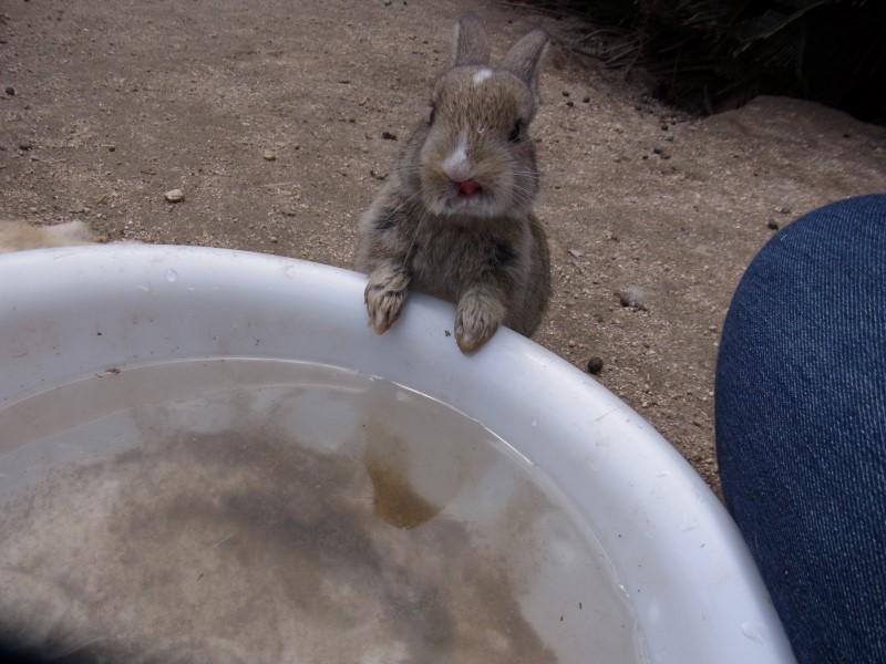 うさぎ島の写真bot tweet media