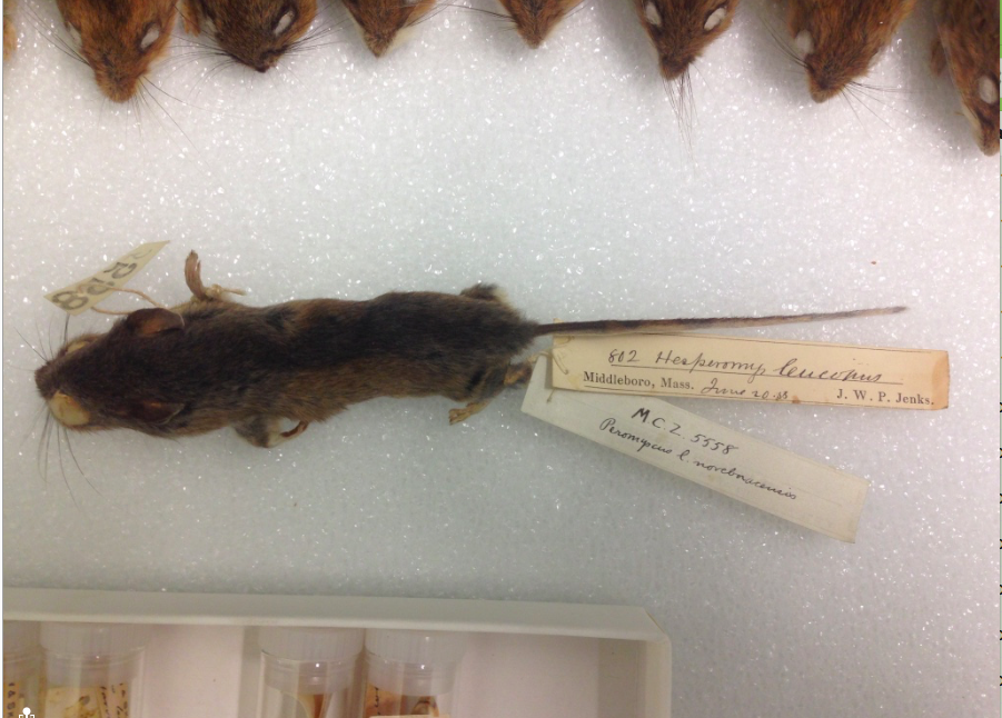 JenksMuseum's tweet photo. I collected these mice in 1855! Used in research for at least 70 years! #AskACurator 
(@Harvard MCZ now) http://t.co/DvDOfgC28R