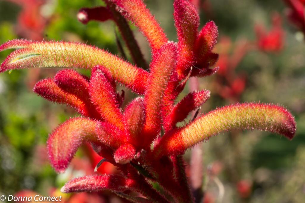 nesbit6's tweet photo. Exploring macro at #KingsParkFestival 2015 #Perth #thisisWA #PPCOMP http://t.co/sBNQX1bwFj