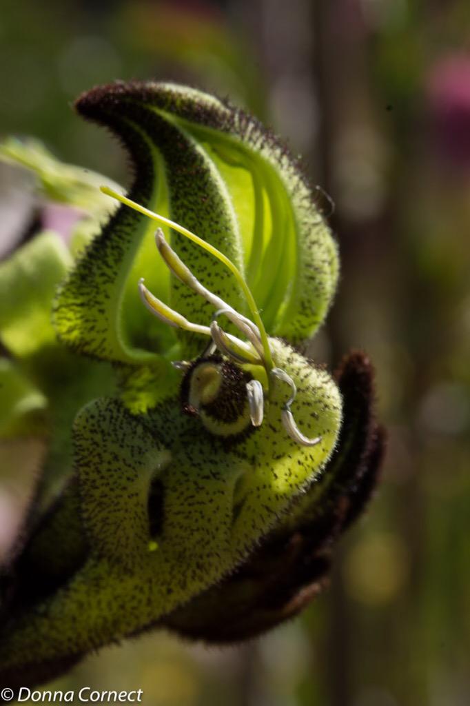 nesbit6's tweet photo. Exploring macro at #KingsParkFestival 2015 #Perth #thisisWA #PPCOMP http://t.co/sBNQX1bwFj