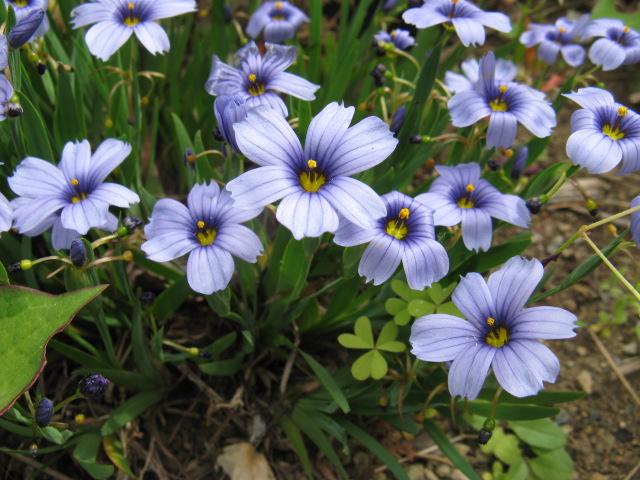 四季の草花bot ニワセキショウ 別名 シシリンチウム アヤメ科多年草 花期 ４ ６月 細長い葉に６枚の花弁の小さな花 を咲かせる 白や赤紫の花のものが野原に自生していて 園芸種では青花のものがよく栽培される T Co E1xxoudijo Twitter