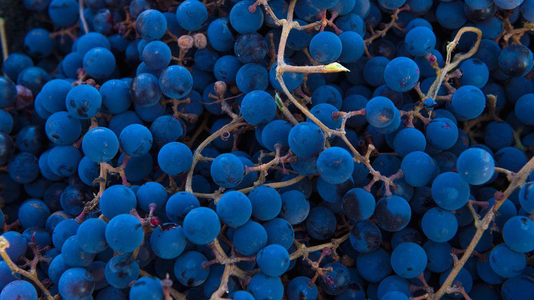 Eater's tweet photo. Which unknown grape varietals will be big in 10 years? http://t.co/qcKxQ7Pqg4 http://t.co/6BQOqiKQWm