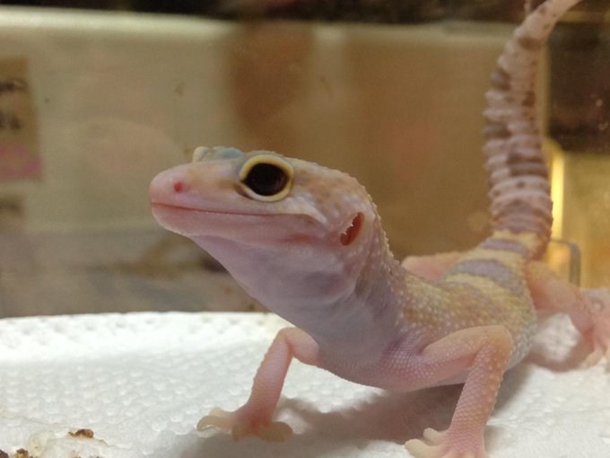 トカゲの赤ちゃんによる 壁ドン がかわいすぎる ヒョウモントカゲモドキ 飼いたくなったじゃん Togetter
