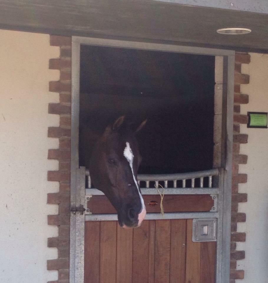 showingbusiness's tweet photo. Blog post coming soon about the day I was fortunate enough to meet this dude! #valegro #superstar #blogging http://t.co/AhPHVdadSA