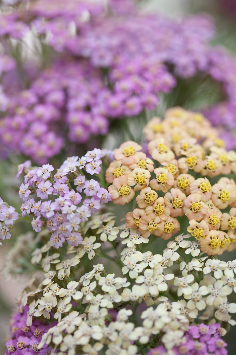ChilternSeeds's tweet image. Our favourite flower this month is Achillea millefolium 'Summer Pastels'.  chilternseeds.co.uk/item_36H_achil…