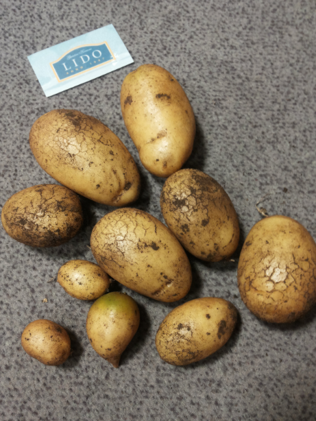 .<a href="/latvijai/">Paēdušai Latvijai</a> - #kartupelispoda raža novākta, esam gatavi jums nogādāt atpakaļ 10 skaistus kartupelīšus! :)