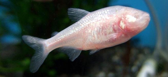 Nash_Newcast's tweet photo. Researchers reported that the Mexican tetra (#cavefish) traded eye sight for #Energy. http://t.co/hbVbrrS31C