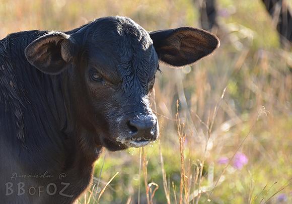 BushBabeofOz's tweet image. Lightening the tweet feed with a #MilkMoustache of the cutest kind! 2 day old bull calf in the paddock today. #CuteAs