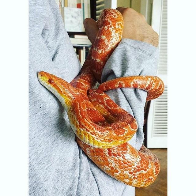 reptiles's tweet photo. #Reptiles: RT @puddlesit: @urbansnakemagic posted this the other day, and now I want to get back into corn snakes! … http://t.co/64yH3GdlU9