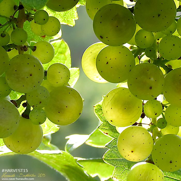 CoopHunawihr's tweet photo. Après une matinée pluvieuse, rien ne vaut un beau ciel bleu, pour vendanger cette après-midi ! #DrinkAlsace http://t.co/Yqx1Gwdfzy