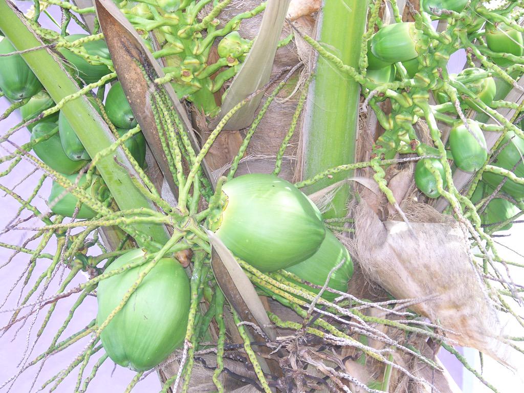 allangsinclair's tweet image. The purest of water from the coconut. Jamaica.