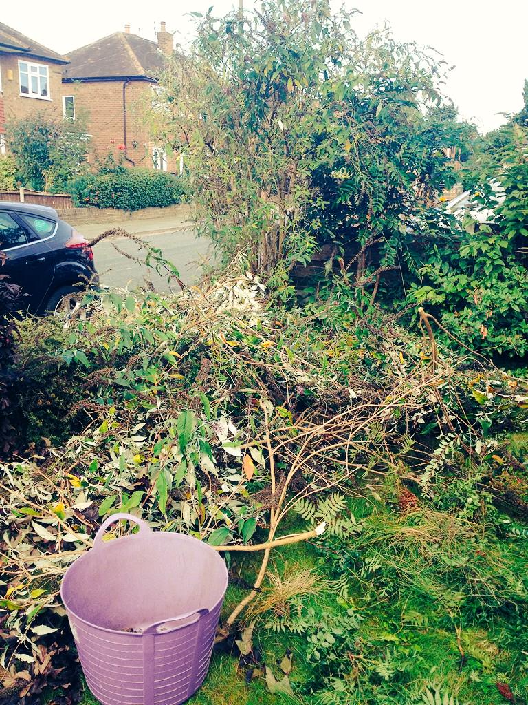 aggiesheppard's tweet image. Today, the shrubs in the front garden are getting a looong overdue haircut #operationdeclutter