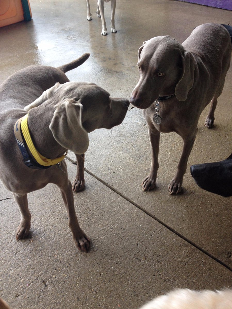 CentralBarkMV's tweet photo. Hey haven't I seen you before? #wiemaraner #dogslife http://t.co/QWUCfYm5KB