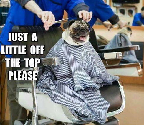 JorgeBendersky's tweet photo. The pug gets what the pug wants! #GroomingHumor http://t.co/ZpzvBx3QCs