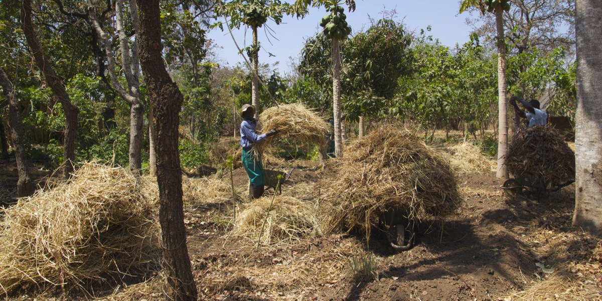 The demonstration team has been hard at work revamping our gardens- including building new keyhole beds and mulching.
