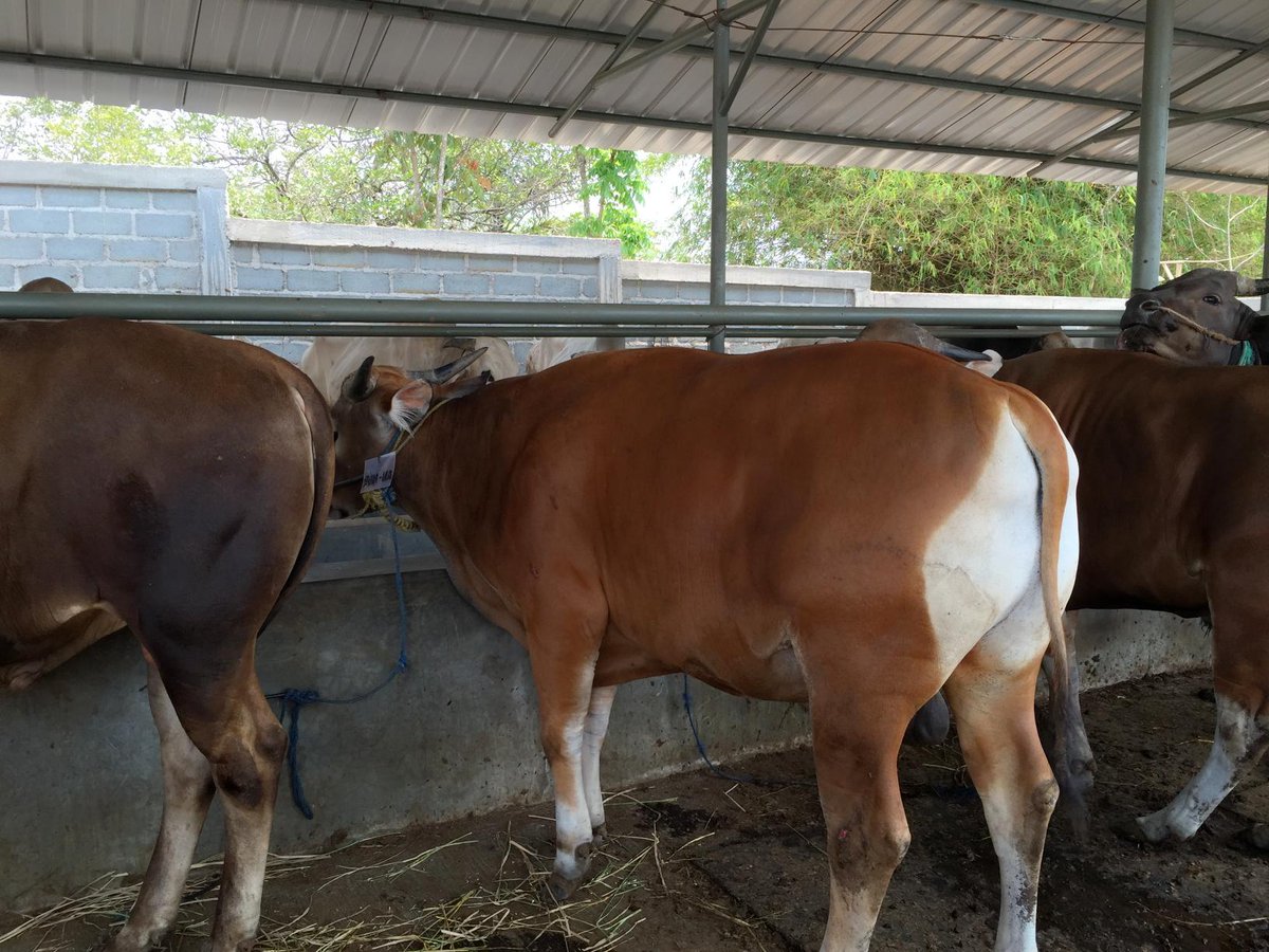Primanuansatour's tweet photo. SAPI BALI Size 250-350 Kg| IDR 20jt | Free shipping Jabodetabek atau dtg lgsg ke peternakan| Info PM. Mari BerQurban http://t.co/7ZAlFerxxF