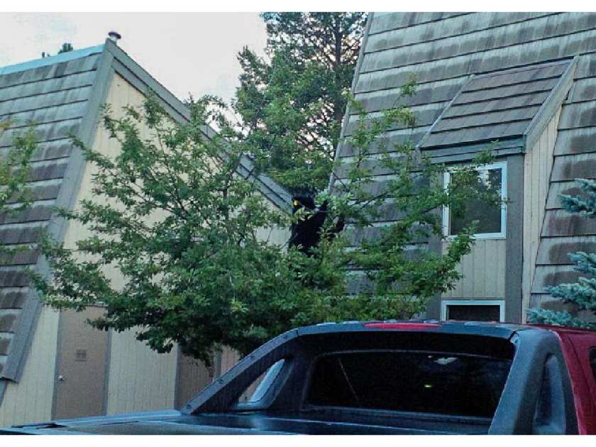 RoyalDutchTree's tweet image. We're sharing practically the same living environment and their part is shrinking. calgaryherald.com/news/local-new… #banff