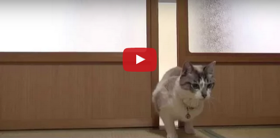 buzzcats_net's tweet photo. 【かわえええ】少しだけ空いている扉を自力でこじあける猫(*´Д｀)
http://t.co/hYuBNjwzYk http://t.co/HdDTCKpY3H