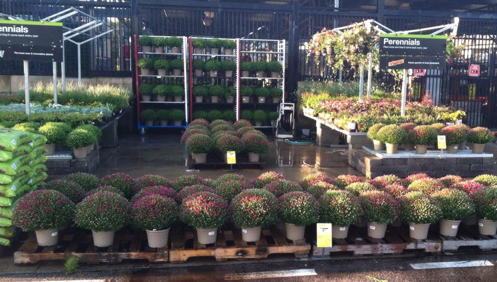 LennyfrischPPS's tweet photo. Mums are back in town at Home Depot 3034, Florissant, MO @Home3034 @PPSinHD http://t.co/WLlFuTHq9g