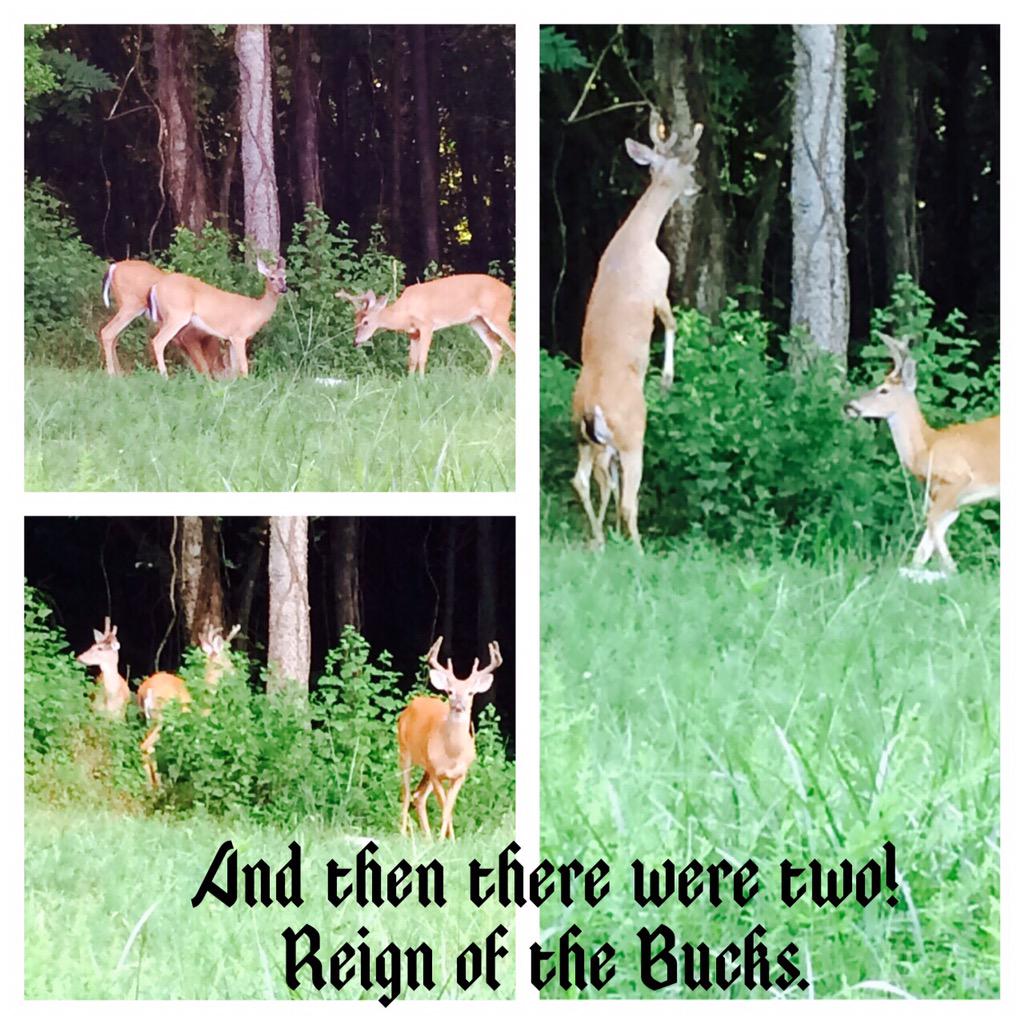 toomuch4ne1's tweet image. @Trailcampro #freecamera / Been drooling over this camera. Heck yea I subscribed! The things I could view in action