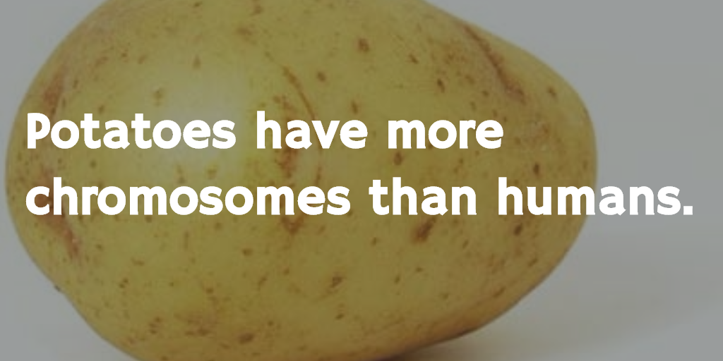 Science Geek on Twitter: "Potatoes have more chromosomes than humans.  http://t.co/T4wFFC4TZH"