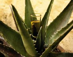 Merca20's tweet photo. Mexicanos beben 14 millones de litros de tequila en septiembre - http://t.co/1dVvYYAgtm http://t.co/oClatwJtf5