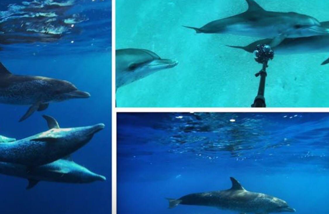 Swim with wild dolphins from home with #DolphinProject virtual reality experience!
Watch here: bit.ly/1EhhXl8