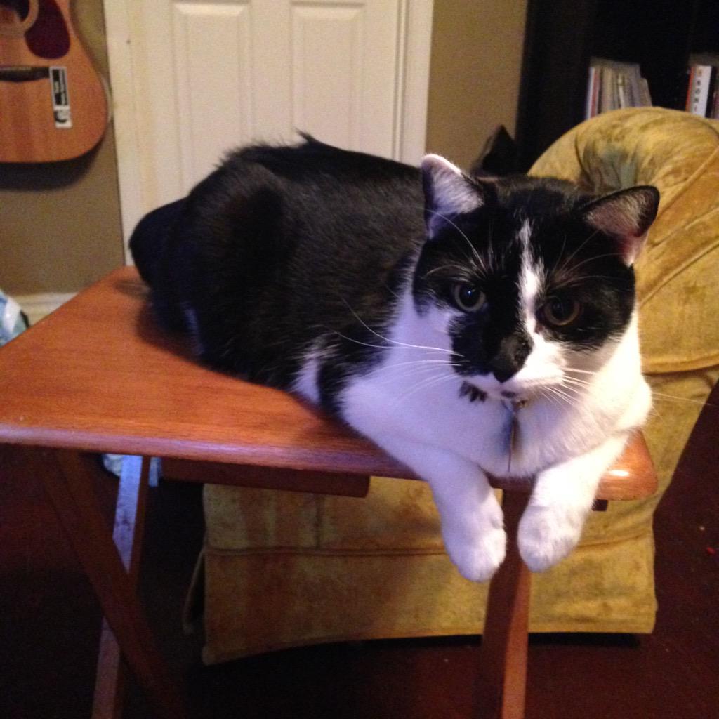 nabooCATT's tweet photo. Oh you wanted to eat on this tray table? I thought you were getting me my own perch so I can better watch you eat... http://t.co/VSwWU3CAzC