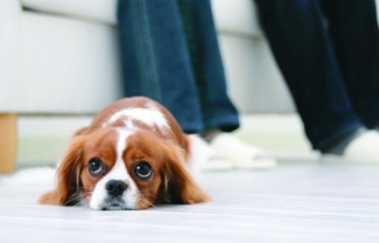 K9Magazine's tweet photo. Would you like to win £50 of vouchers thanks to your pet? Find out how - http://t.co/EP9t6HI44O #freepetstuff #dogs http://t.co/ptGLmZMNhD