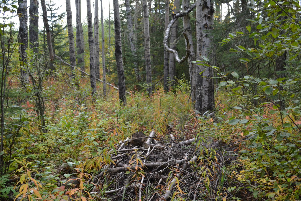 saddlehillsab's tweet photo. If you're a #hunter in @saddlehillsab #Alberta, life just got easier because of #ihunter
http://t.co/8fqetWWwcR http://t.co/qx78Is0QiT