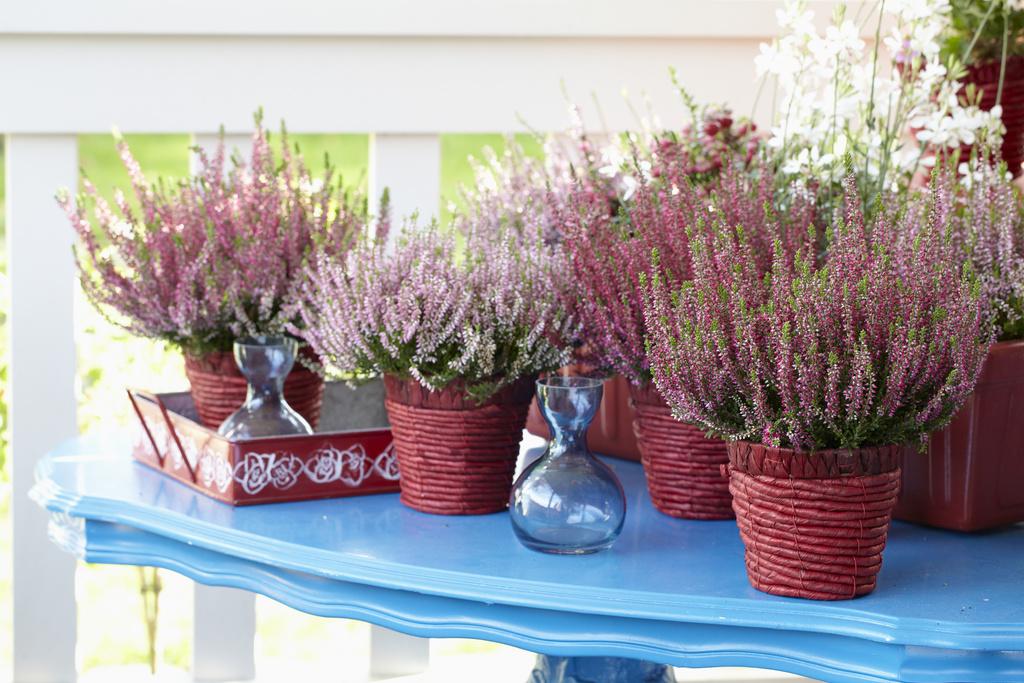 Je tuin het hele jaar in kleur? Struikheide / Calluna is altijd groen en in de nazomer knallend paars! #alwaysgreen