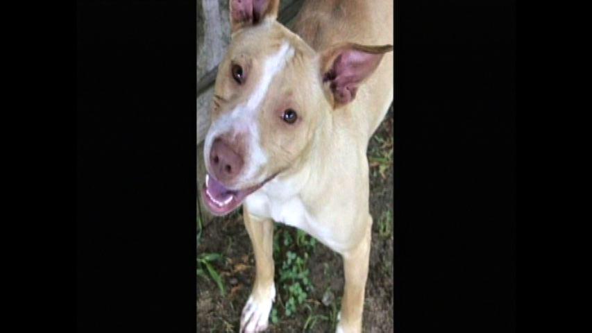 WFXB FOXTV tweet media