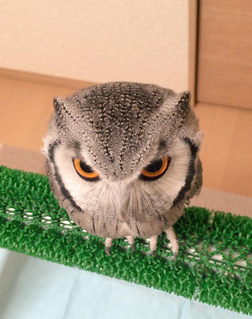 かっこかわいい 何に乗せても様になるフクロウが最高すぎる Togetter かっこかわいい 何に乗せても様になるフクロウが最高すぎる Togetter
