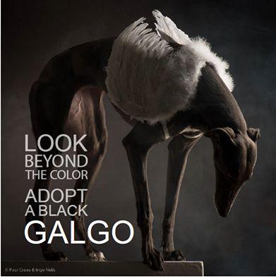 BeDogMyFriend's tweet photo. Increíbles fotografias #PaulCroes estas son de una colaboración que hizo con #Adopcionesgalgoespañol http://t.co/WVzFfY3pGM