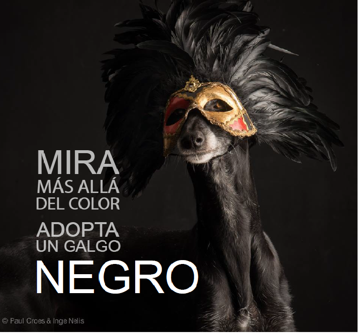 BeDogMyFriend's tweet photo. Increíbles fotografias #PaulCroes estas son de una colaboración que hizo con #Adopcionesgalgoespañol http://t.co/WVzFfY3pGM