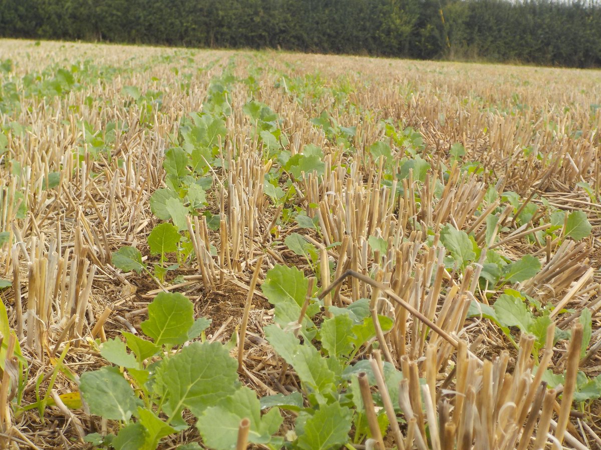 Weaving_Mach's tweet photo. A few photos of #OSR planted with the #GD3000M at Total Farm Ltd, Brampton, Oxfordshire. #clubhectare #directdrilling http://t.co/6Zc1NKwn1B