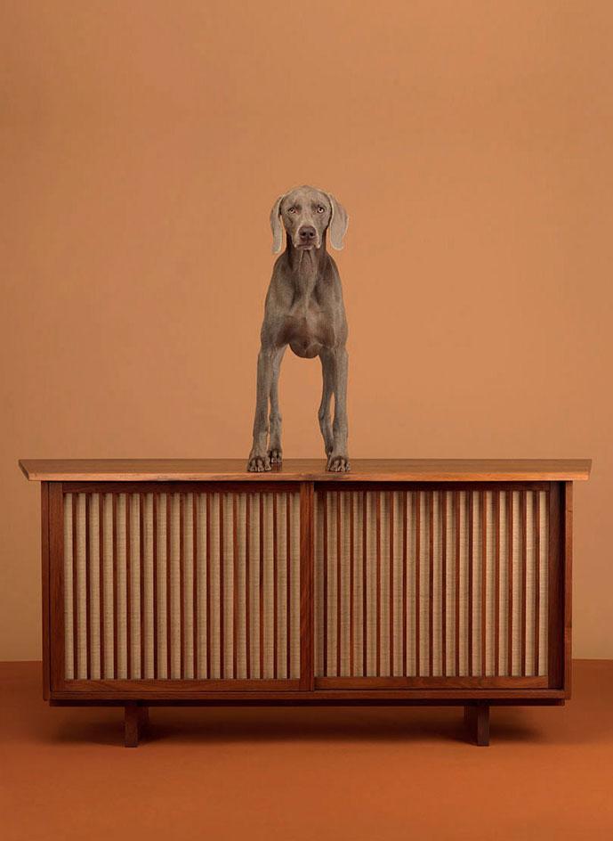 wallpapermag's tweet image. Calling all #Wegman fans! The @Piasa_auction sale is due to begin imminently: wlpr.co/bKLhaS