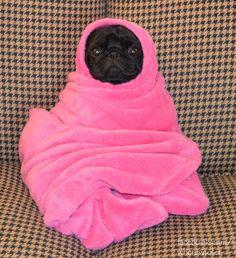 blanketanimals's tweet photo. Me on this fine Wednesday morning http://t.co/aWtCQ6dD80