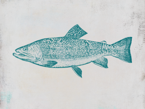 This Brook Trout print is our catch of the day! The fisherman/woman in your life would agree buff.ly/1W0tnOO